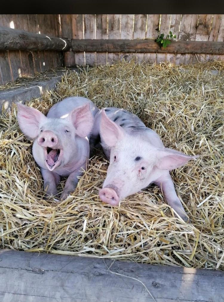 Nussbaumer Am Irrsee Tiefgraben Esterno foto