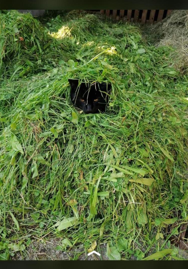Nussbaumer Am Irrsee Tiefgraben Esterno foto