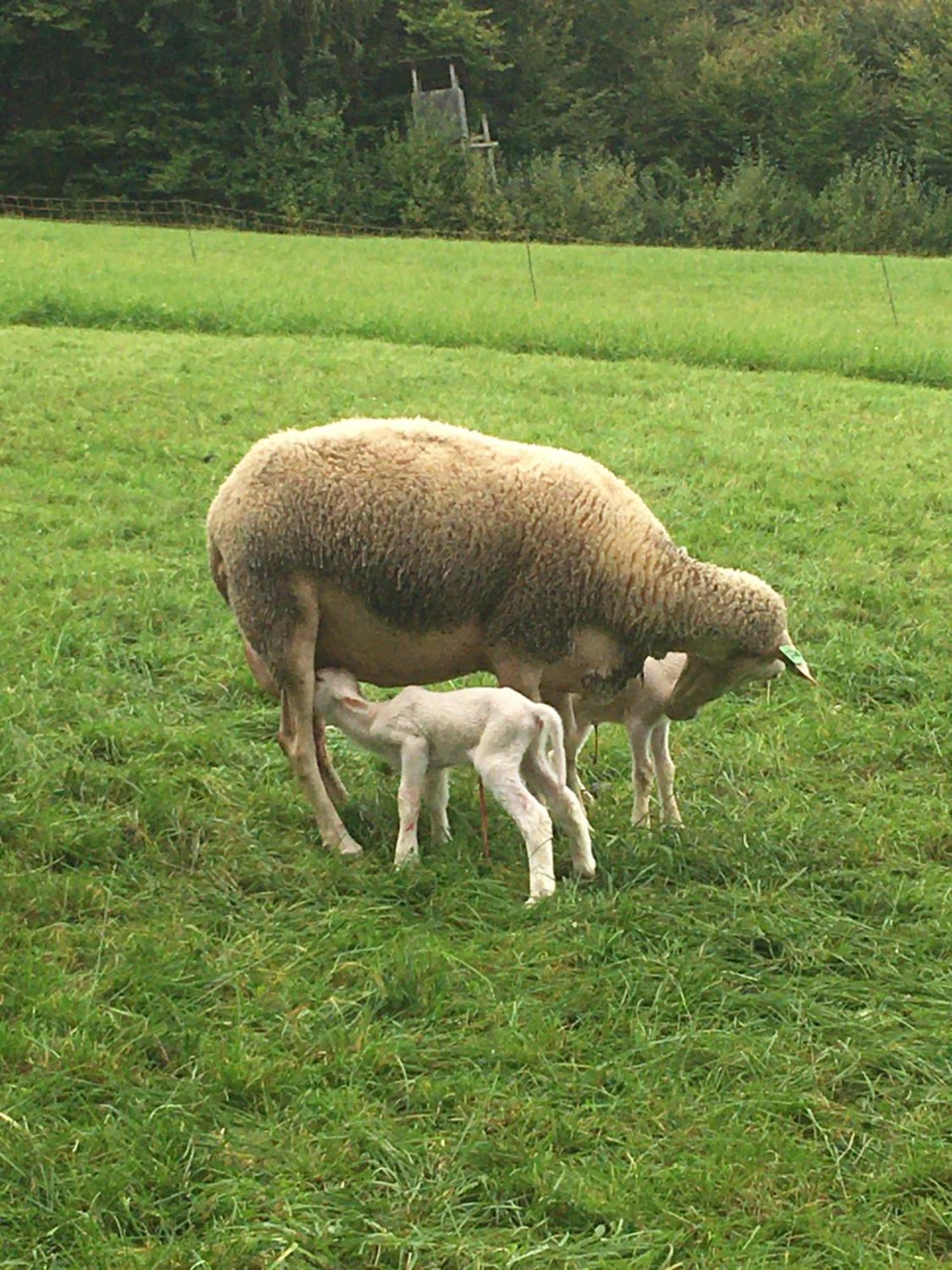 Nussbaumer Am Irrsee Tiefgraben Esterno foto