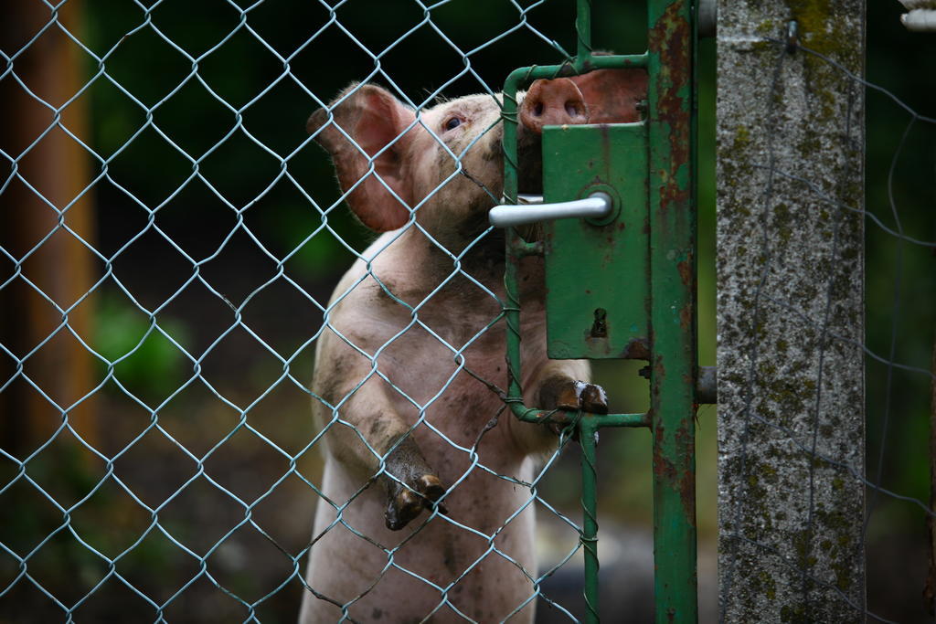 Nussbaumer Am Irrsee Tiefgraben Esterno foto